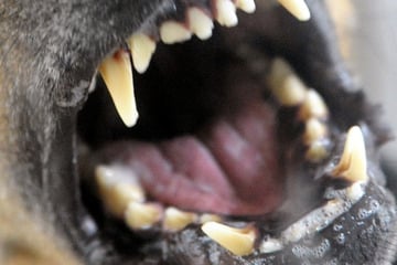 Streit zwischen Hunden: Frau geht dazwischen und wird gebissen, Tierrettung muss übernehmen