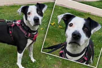 Wochenlang allein mit verstorbenem Besitzer: Hündin Nele erlebte Schreckliches