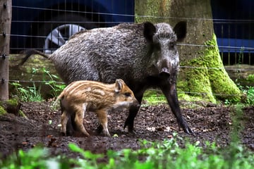 Berlin: Zum Brüllen: Berliner Wildschweine erhalten verballhornte Promi-Namen