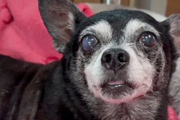 Retter holen 15 Jahre alten Hund von Straße: Was sie dann herausfinden, bricht ihre Herzen