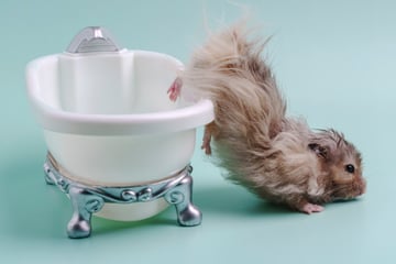 Baden verboten! Oder können Hamster schwimmen?