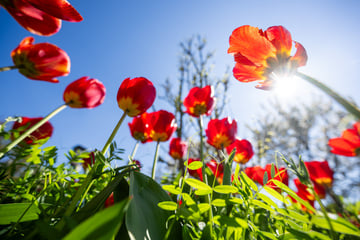 Tagsüber mild, nachts richtig frostig: So wird das NRW-Wetter bis Ostern