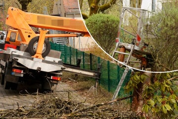 Arbeitsunfall in Chemnitz: Mann bei Baumfällarbeiten abgestürzt und schwer verletzt