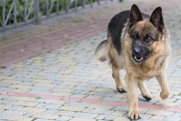 Brutaler Angriff: Hund von frei laufendem Artgenossen totgebissen