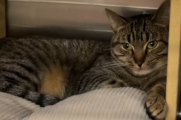 Katze findet endlich ein Zuhause: Was sechs Wochen später passiert, trifft Pfleger ins Herz