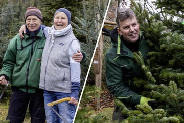 Dresden: Was kostet in diesem Jahr eigentlich mein Weihnachtsbaum?