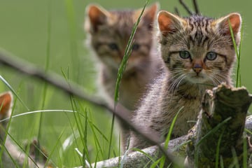 Die Wildkatzen kehren in Sachsens Wälder zurück! Das müsst Ihr jetzt beachten