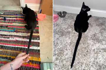 Little kitten's insanely long tail leaves Reddit users shocked: "That's not a tale, that's a saga!"