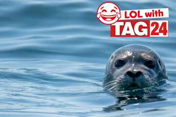 Joke of the Night for August 4, 2025: An awesome animal joke to make you laugh