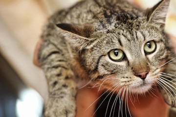 Sehr viele ausgesetzte Katzen: Tierheime in Hessen unter starkem Druck