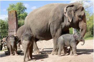 Dicke Überraschung beim großen Elefanten-Wiegen im Leipziger Zoo!