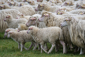 Hungrige Schafe fressen mehr als 100 Kilo Cannabis - und verhalten sich "seltsam"!
