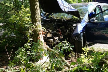 Von Insekt abgelenkt? Seniorin nach Crash mit Baum schwer verletzt