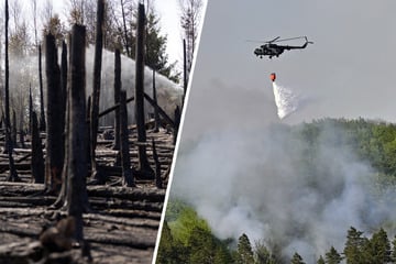 Zweimal höchste Warnstufe im Osten: Hier herrscht Waldbrandgefahr