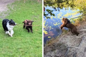 Tochter bittet Eltern, auf Hund aufzupassen: Dann geht alles schief