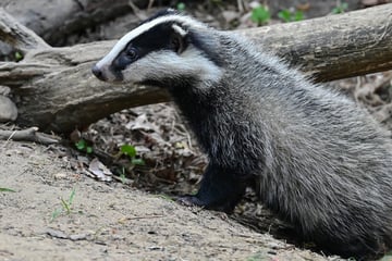 Kein Bär im Allgau unterwegs: Kotspuren stammen von kleinerem Raubtier