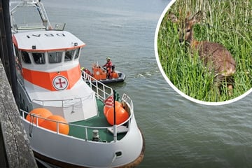 Kurioser Einsatz: Seenotretter fischen Reh aus der Nordsee