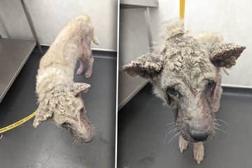 Hund sieht bei Rettung katastrophal aus: Mit vollem Fell erkennt ihn Helferin nicht wieder