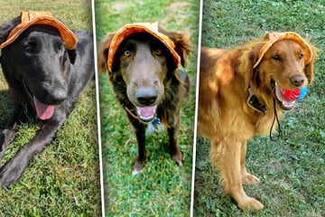 Golden-Retriever-Mama hat seltsam aussehenden Nachwuchs: DNA-Test enthüllt Wahrheit