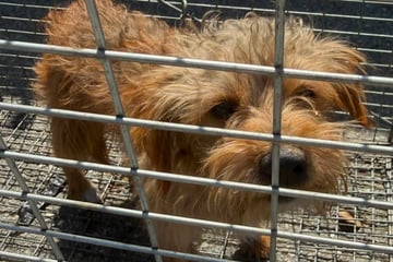 Frau fängt Hund, der einsam umhergeirrt ist: Doch ein Verdacht lässt sie nicht los