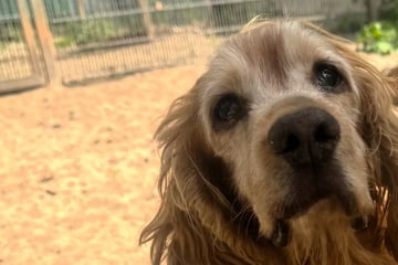 Er hat einen letzten Wunsch: Hunde-Opa Yankee will nicht im Tierheim sterben