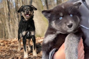 Vom Welpen bis zum Senior: Diese Fellnasen suchen ein Zuhause