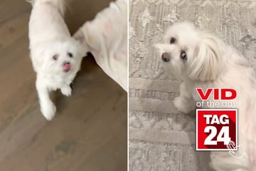 Viral Video of the Day for August 23, 2025: Dog's excited reaction to treat song charms TikTok