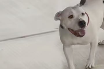 Dog returns to animal shelter a year after adoption to thank rescuers in tear-jerking clip