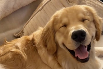 Golden Retriever versucht mit aller Kraft, wach zu bleiben: Der Grund lässt Herzen schmelzen