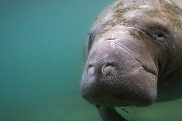 Why environmental protection measures could kill manatees in Florida