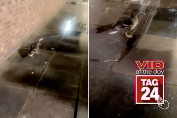 Viral Video of the Day for May 24, 2025: Duck's hilarious poop gets TikTok quacking!