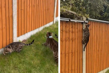 Mann installiert "unüberwindbaren" Zaun: Kurz darauf staunt er über seine Katzen