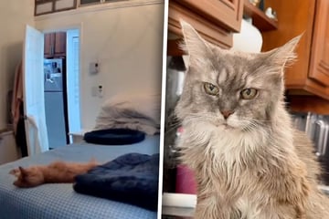 Frau lässt ihre demenzkranke Katze allein: Als sie Tierkamera prüft, bricht ihr Herz