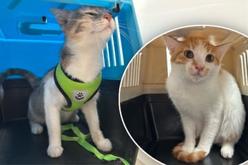 Katzen im Flugzeug: Zoll greift ein trotz aller nötigen Papiere