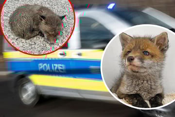Tierisches Happy End in Freiburg: Polizei rettet kraftlosen Fuchswelpen von der Fahrbahn