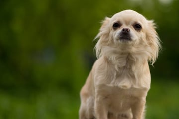 Hunde-Duo geht auf Chihuahua los: Tier in Klinik, Halterin ebenfalls verletzt