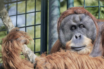 Freizeitgestaltung für Leipziger Orang-Utans ist knifflig, Pfleger fürchten sich vor "Schindluder"