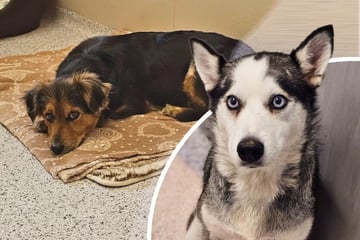 Bettelhunde am Oktoberfest teils sediert: So geht es den Tieren wirklich