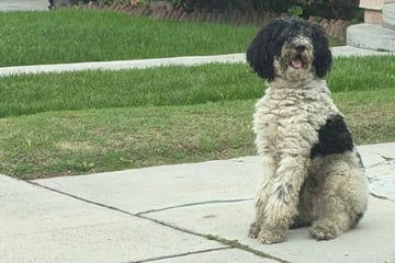 Frau will diesen Hund retten: Doch kurz darauf wird ihr ganz anders