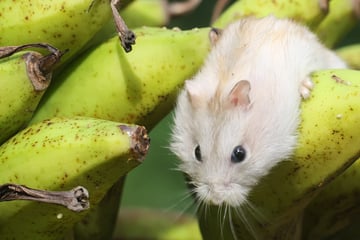 Bananen für Hamster - Gesunder Snack oder Zuckerfalle?