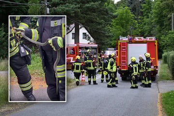 Schlangen-Alarm! Meterlange Ringelnatter kriecht in Ostsachsen durch Küche