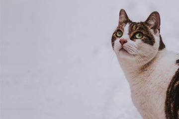 Do cats get cold? Hypothermia in cats and symptoms of a cold