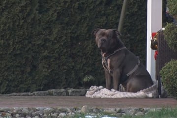 Hund beißt Herrchen (†33) tot: Bruder des Besitzers will Tier behalten