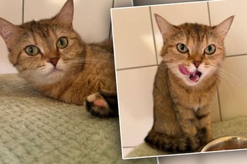 Besitzer stehen vor Tierheim-Tor und wollen Jungkatze "sofort und unbedingt" abgeben