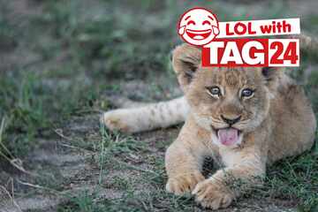Joke of the Day for July 14, 2025: An animal joke to make you laugh