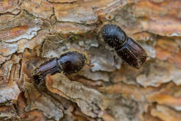 Weniger Borkenkäfer in Thüringen: Plage entspannt sich
