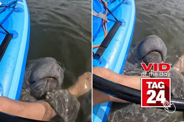 Viral Video of the Day for February 19, 2025: Florida woman gets adorable manatee hug while kayaking!