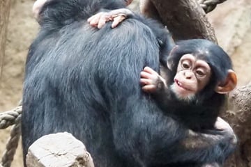 Freude im Leipziger Zoo ist groß: Zuckersüßer Silvester-Nachwuchs!