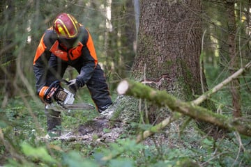 Tragischer Arbeitsunfall: Mann von Baum erschlagen!