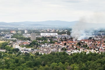 Feuer sorgt für Großeinsatz in Rüsselsheim: Dutzende Tiere evakuiert, Feuerwehrmann verletzt